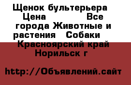 Щенок бультерьера › Цена ­ 35 000 - Все города Животные и растения » Собаки   . Красноярский край,Норильск г.